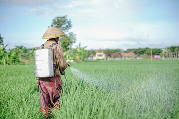 A senior male farmer spraying pesticide on rice green field. Protect rice field from plant pests. Elder working at nature.