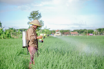 A senior male farmer spraying pesticide on rice green field. Protect rice field from plant pests. Elder working at nature.