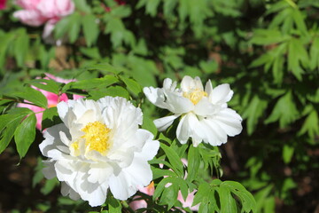 満開の白い牡丹のクローズアップ