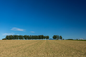 Wheat field with blue sky