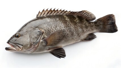 Black Grouper Fish Isolated on White Background Realistic Stock Image