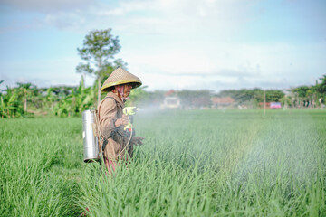 A senior male farmer spraying pesticide on rice green field. Protect rice field from plant pests. Elder working at nature.