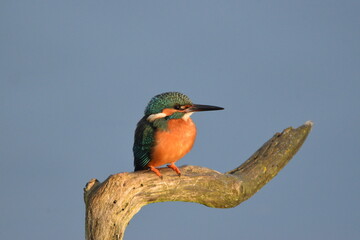 King fisher perched on branch