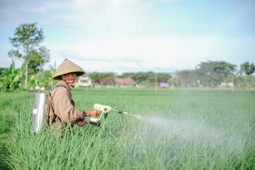 A senior male farmer spraying pesticide on rice green field. Protect rice field from plant pests. Elder working at nature.