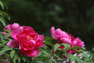 満開の赤い牡丹のクローズアップ