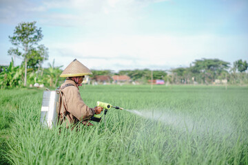 A senior male farmer spraying pesticide on rice green field. Protect rice field from plant pests. Elder working at nature.