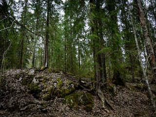 A view from below of tall, slender spruce and birch trees in a northern European forest growing on...