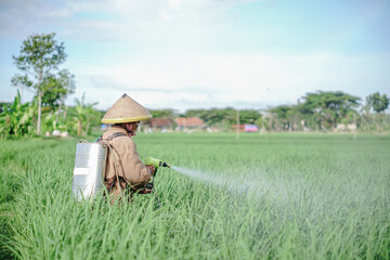 A senior male farmer spraying pesticide on rice green field. Protect rice field from plant pests. Elder working at nature.