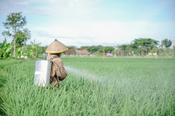 A senior male farmer spraying pesticide on rice green field. Protect rice field from plant pests. Elder working at nature.