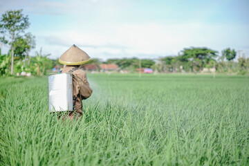A senior male farmer spraying pesticide on rice green field. Protect rice field from plant pests. Elder working at nature.