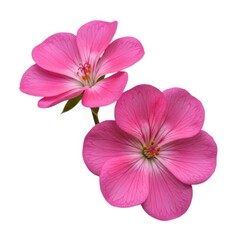 Dog veterinarian cute pet health care animal doctor stethoscope coat on transparent background