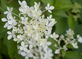 White Hydrangea flowers in a summer garden.