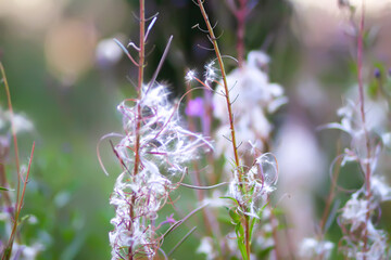 Purple fireweed. Chamaenerion angustifolium plants with fluffy seeds after blossom season. Medical herbs.