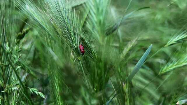 A closeup of a firebug, crowling along a blade of mouse barley