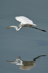 Great egret in majestic flight over the lake.