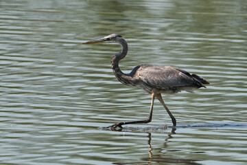 Great blue heron hunting in a pond.