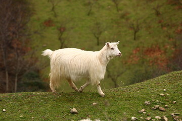 Obraz premium goat on the meadow