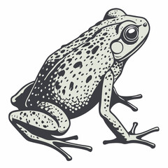 frog isolated on white