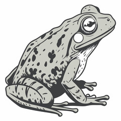 frog on white background