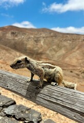 The Barbary ground squirrel (Atlantoxerus getulus) aka Canary chipmunk with puffy fell tail standing on the gray stones in the desert hills of Fuerteventura, Canary Islands, Spain