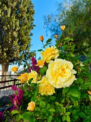 Beautiful big yellow roses in the evening garden on the blue sky background, soft light, romantic walk in Vilaflor, Tenerife, Canary Islands, Spain