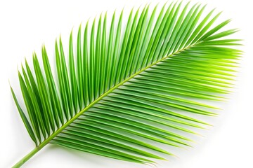 Coconut leaf isolated on white background