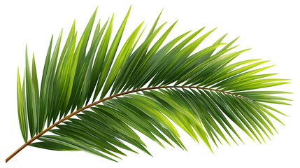 Obraz premium realistic palm frond with tropical green details on white
