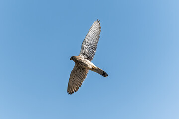 Common kestrel, Falco tinnunculus, hovered in the air in search of prey