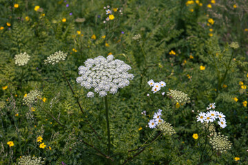 Natural meadow. Close up of a blooming yarrow (Achillea millefolium) view from above
