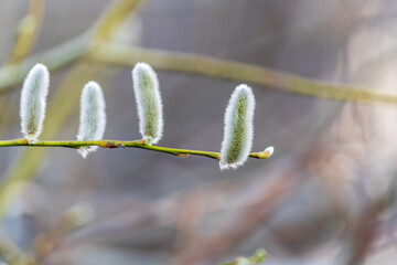 Nature awakes in spring. Blooming willow twigs and furry willow-catkins, so called seals or cats....