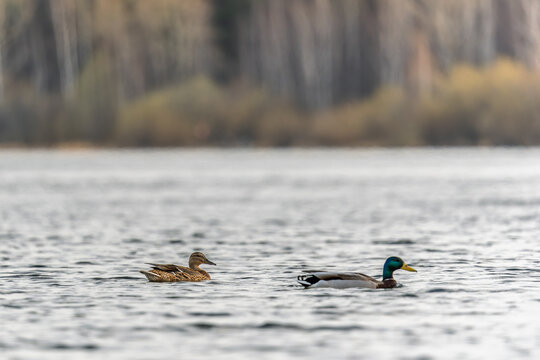 A couple of mallard ducks swims in the river