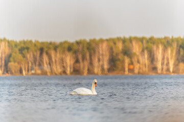 Graceful white Swan swimming in the lake, swans in the wild. Portrait of a white swan swimming on a lake.
