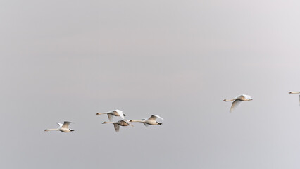 Flying swans. Blue sky background. Swans: Mute Swan. Cygnus olor. Flock of swans gliding gracefully through the morning sky at dawn.