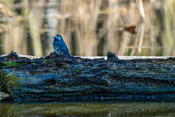 eine Stelze sitzt auf einem Baumstamm