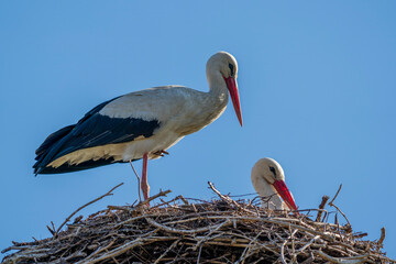 ein Storch auf seinem Nest