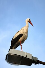 bocian na latarni ulicznej na tle nieba