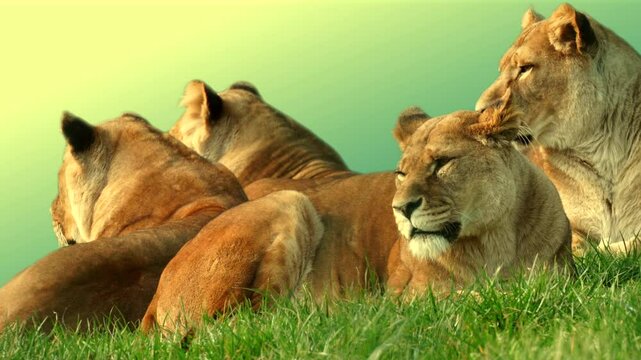 Lionesses rest together on vibrant green grass under a sunny, serene golden sky, evoking themes of nature, unity, family and wildlife in a natural habitat. Full property released for commercial us