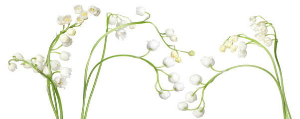 Beautiful lily of the valley flowers isolated on white, set
