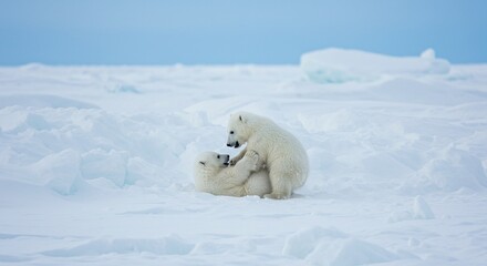 Cute polar bear cubs playing in the snow arctic wildlife photography animal nature adorable playful moment