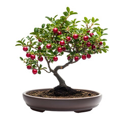 Lingonberry bonsai isolate on white background