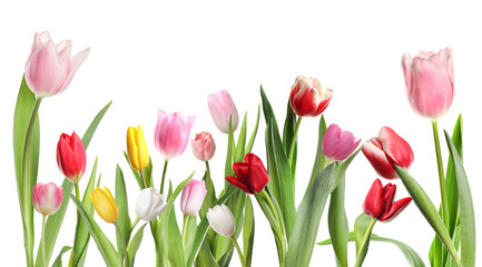 Beautiful bright tulip flowers against white background