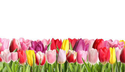 Beautiful bright tulip flowers against white background