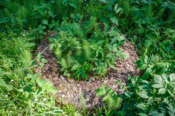 Truck tire discarded in nature overgrown with grass, environmental issues