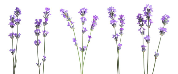 Beautiful lavender flowers on white background, set