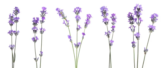 Gardinen Lavendel Beautiful lavender flowers on white background, set  © New Africa