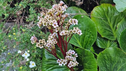 Sweden. Bergenia ciliata (fringed elephant's ears, winter begonia, hairy bergenia, Hindi &...