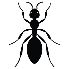 black spider vector illustration