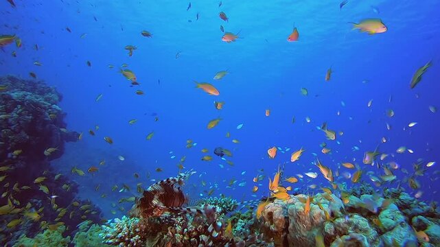 Tropical Underwater Reef Sea Lion-Fish. Underwater fish reef marine lion-fish (Pterois miles). Tropical colourful underwater seascape. Reef coral scene. Colourful tropical coral reefs. Marine life fis