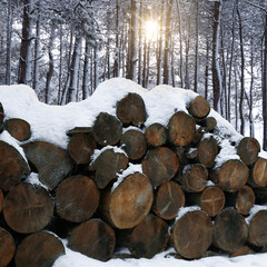 Cut firewood covered with snow near trees in forest