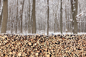 Stacked cut firewood near trees in winter forest